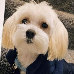 Dallas - Maltese