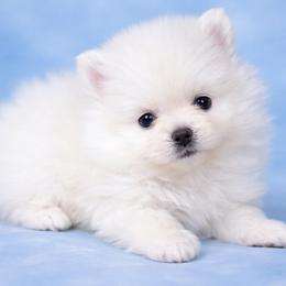 Liam - Cream male Pomeranian puppy in New Lenox, Illinois from Illinois Poms