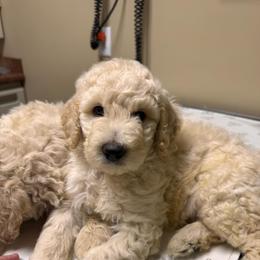 River - Cream male Poodle puppy in Osyka, Mississippi from Southern Sunshine Standards