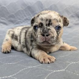 Little Pumpkin - Blue female French Bulldog puppy in Thornton, Colorado from Short Leg Frenchies