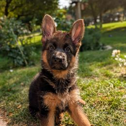 Lara Vom Legacy - Black and red female German Shepherd puppy in Kingsley, Michigan from Legacy German Shepherds