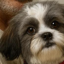 Stella - Shih Tzu