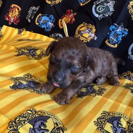 Cedric diggory yellow - Phantom male Poodle puppy in Wittmann, Arizona from Marlees Puppies 1