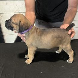 Girl 3 - female Cane Corso puppy in Beaver Crossing, Nebraska from Blue River Cane Corso