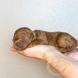 Jack - Red  male Goldendoodle puppy in Murrieta, California from Apricot Poodles & Goldendoodles, LLC