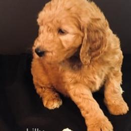 Goldendoodle Puppies from Cindy Totten