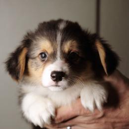 Luke - Black and tan male Pembroke Welsh Corgi puppy in South Otselic, New York from Ridge Top Corgis