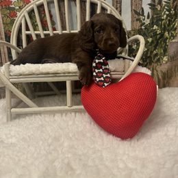 SPLASH - Chocolate male Dachshund puppy in Polo, Missouri from Blue Tails Farm