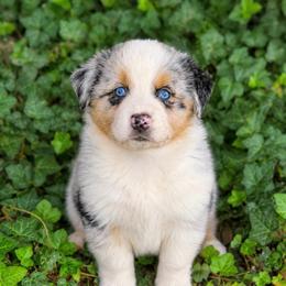 Sadie- Has A Tail - Blue merle female Australian Shepherd puppy in Troy, South Carolina from Lana Corley- Australian Shepherds of 3/W Farms