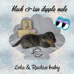 Boy 2 - Dapple male Dachshund puppy in Valrico, Florida from Bloomin Doxies