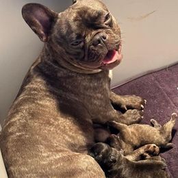 French Bulldogs from Herbert's Frenchies