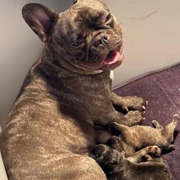 French Bulldogs from Herbert's Frenchies