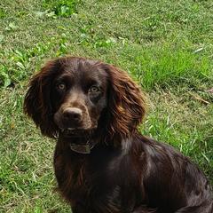 Boykin Spaniels from Cavern Kennels Boykin Spaniels
