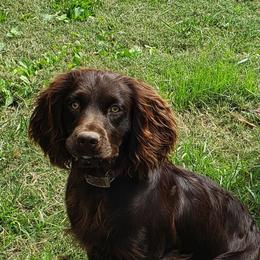Boykin Spaniels from Cavern Kennels Boykin Spaniels