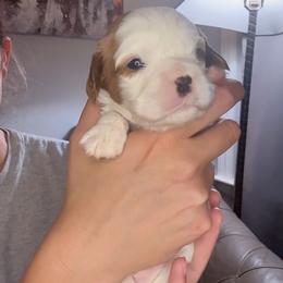 Blenheim Boy with spots - Blenheim male Cavalier King Charles Spaniel puppy in Columbia, South Carolina from Columbia Cavaliers