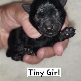Tiny girl (no collar color) - Black female Schipperke puppy in Grants Pass, Oregon from Walking Hart Schipperkes