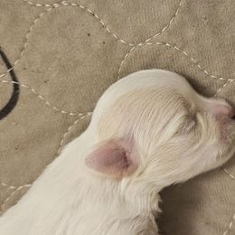 Dusty Rose - White and lemon female Maltese puppy in Carthage, Missouri from Cooley's Cuddle Pups