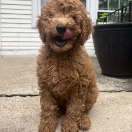 Goldendoodle Puppies from Ohio Valley Doodles