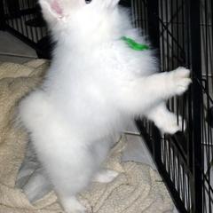 Green - Eva - White female American Eskimo Dog puppy in Redlands, Ca, Usa, California from Tribe of Aryelle