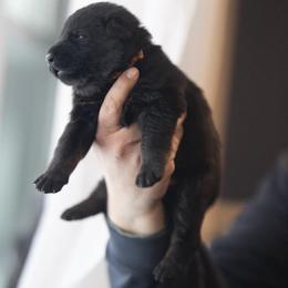 Orange collar - Bi-color male German Shepherd puppy in Prospect, Connecticut from Di Massimo Canile