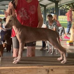 Repo - Bronze male Xoloitzcuintli puppy in Webster, Florida from Xcel's Xoloitzcuintli and Chinese Cresteds