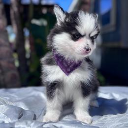 Aries - Black and white female Pomsky puppy in Homeland, California from Lara's Ranch Pomskies