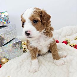 Mint - Red male Bernedoodle puppy in Granton, Wisconsin from Rose River Farms