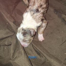 RMM- SIRIUS - Red merle male Australian Shepherd puppy in Salem, Arkansas from Patchwork Kennels