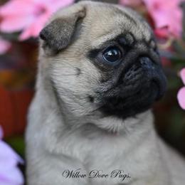 Pomeranians and Pugs from Willow Dove Pugs