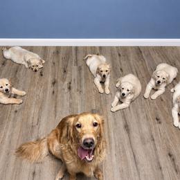Golden Retriever puppies from Milligan Valley Golden Retrievers