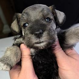Blanche - Salt and pepper female Miniature Schnauzer puppy in Coarsegold, California from Halo Schnauzer