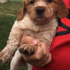 French Brittany and Labrador Retriever Puppies from Mackinaw Valley Gun Dogs