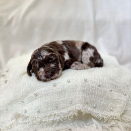 Flannel - Merle female Labradoodle puppy in Newark, Ohio from Raising Doodles