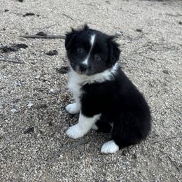 Obsidian - Black & white female Miniature Australian Shepherd puppy in California from Eagle River Aussies