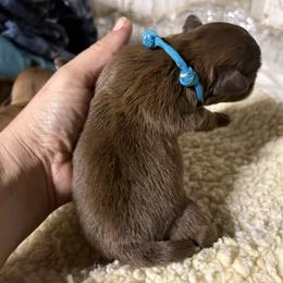 Boy 2 - Liver male Shih Tzu puppy in Eunice, Louisiana from 4J's Cajun Kennels