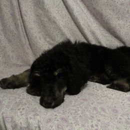 Aussiedoodle, Australian Shepherd, and Poodle Puppies from Kay Kay's Pupper Patch