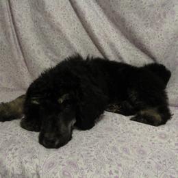 Aussiedoodle, Australian Shepherd, and Poodle Puppies from Kay Kay's Pupper Patch