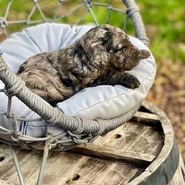Bernedoodle, Goldendoodle, and Golden Mountain Dog Puppies from K+C Doodles