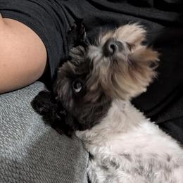 CoCo - Miniature Schnauzer