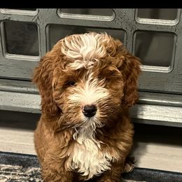 Cavapoo and Goldendoodle Puppies from Christianna’s Mini Goldendoodles
