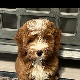 Cavapoo and Goldendoodle Puppies from Christianna’s Mini Goldendoodles