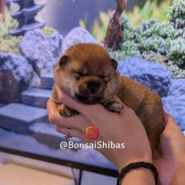 MOKI - Red male Shiba Inu puppy in Minnesota from BonsaiShibas