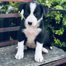 Girl 4 Black and White with Collar - Black and white female Border Collie puppy in Minden, Iowa from Rocking N Registered Border Collies & Labradors