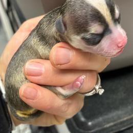 Girl 2 - Black sabled fawn female Chihuahua puppy in Westport, New York from Chantilly chihuahuas