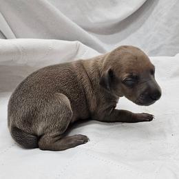 Oreo - Fawn male Italian Greyhound puppy in Newalla, Oklahoma from Heartland Iggys