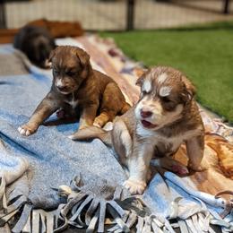 Siberian Husky Puppies from Wyant Farms