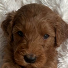Goldendoodle Puppies from Betsy-Doodles