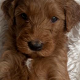 Goldendoodle Puppies from Betsy-Doodles