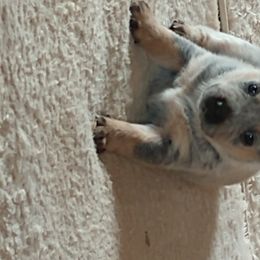 Australian Cattle Dog Puppies from Cindy McKinney's Australian Cattle Dogs