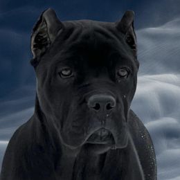 Widow - Cane Corso